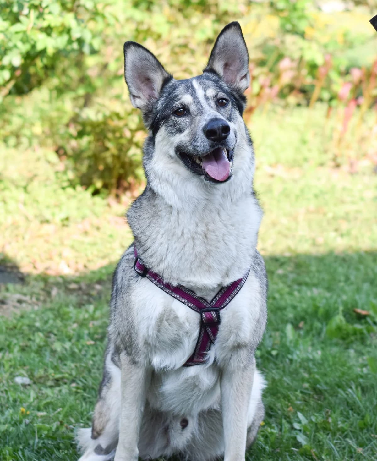 Neo, male Mixed Breed for adoption at TierQuarTier Wien, Vienna — photo 5 of 5