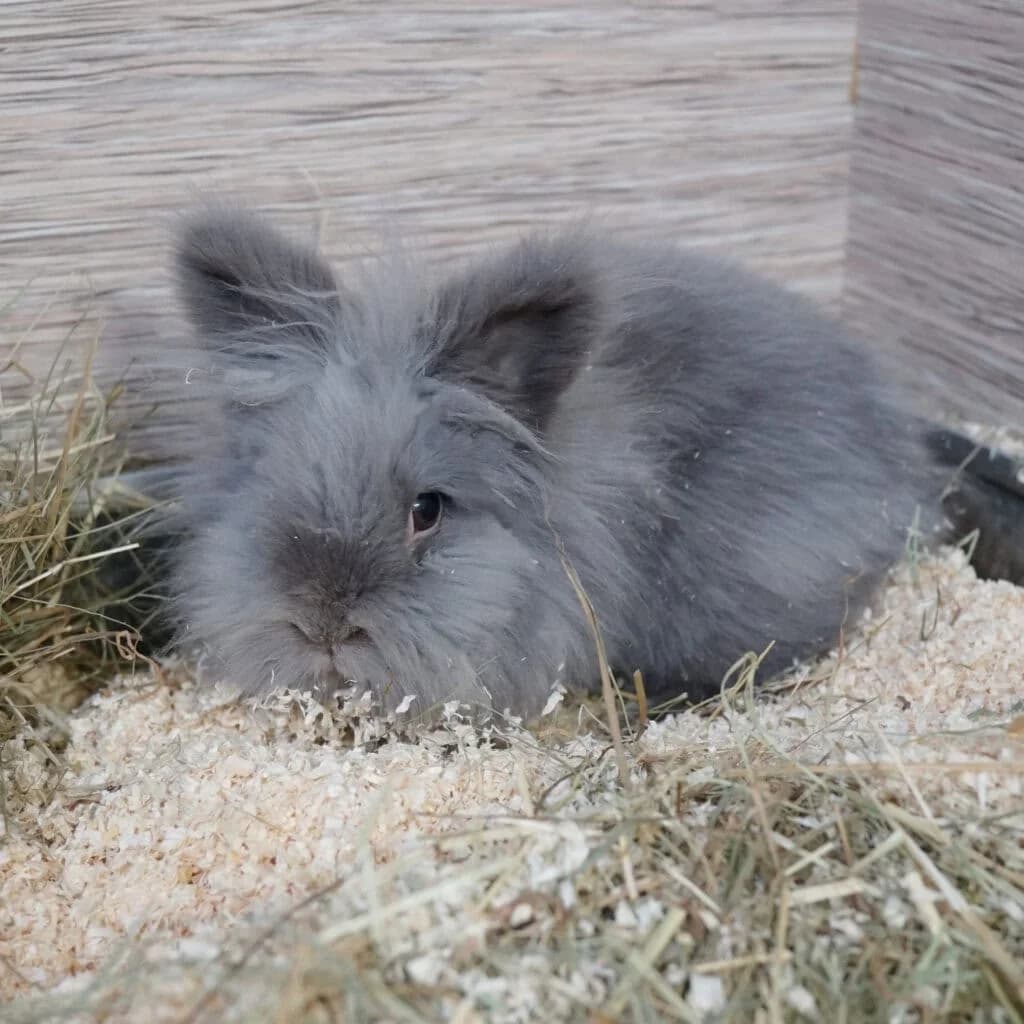 Nobby (und Klothilde), Mixed Breed (TierQuarTier Wien)
