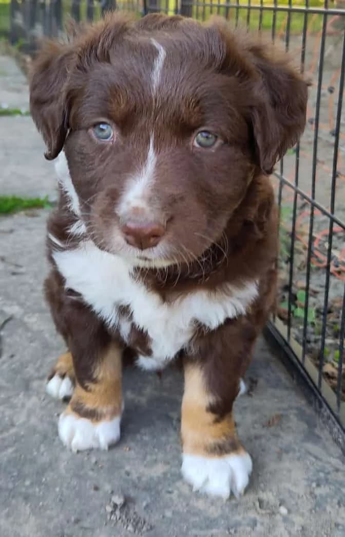 Nola & Co., female Mixed Breed for adoption at TierQuarTier Wien, Vienna