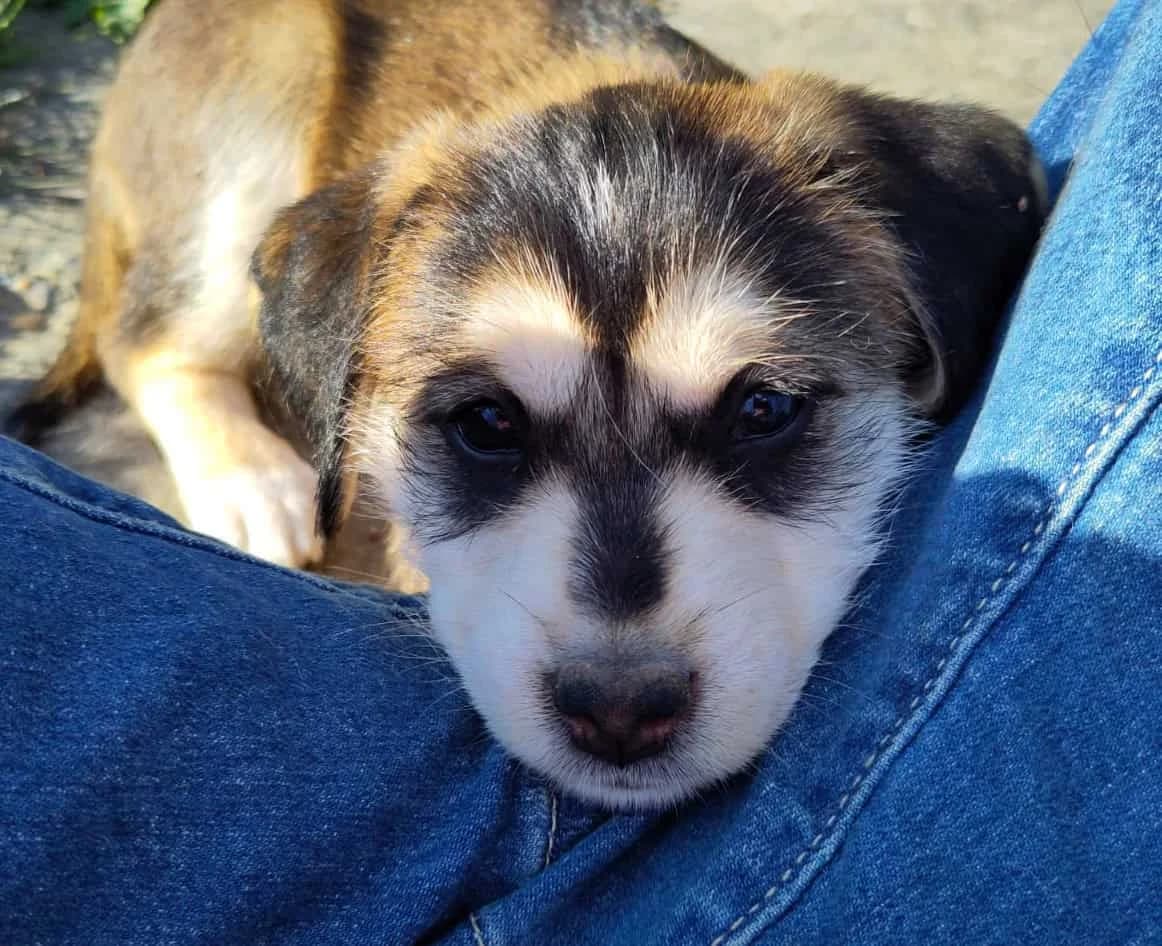 Nola & Co., female Mixed Breed for adoption at TierQuarTier Wien, Vienna — photo 2 of 5