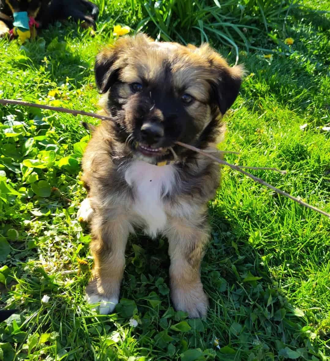 Nola & Co., female Mixed Breed for adoption at TierQuarTier Wien, Vienna — photo 3 of 5