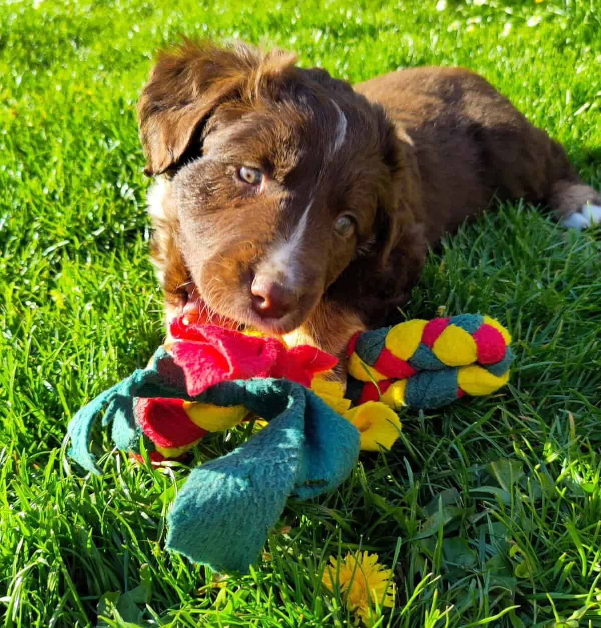 Nola & Co., female Mixed Breed for adoption at TierQuarTier Wien, Vienna — photo 4 of 5
