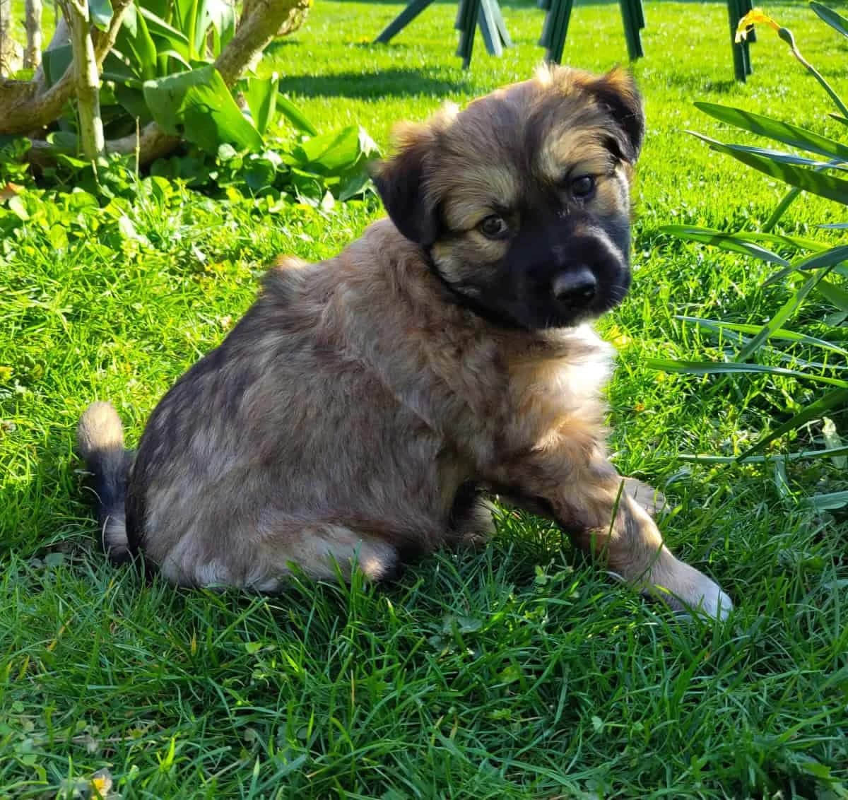 Nola & Co., female Mixed Breed for adoption at TierQuarTier Wien, Vienna — photo 5 of 5