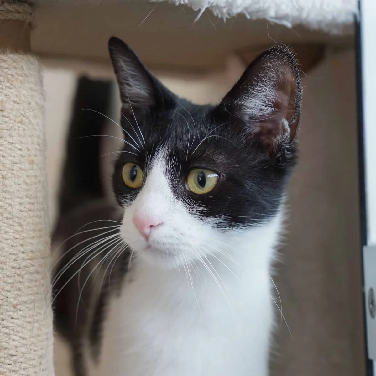 Nora, female mixed breed for adoption at TierQuarTier Wien, Vienna