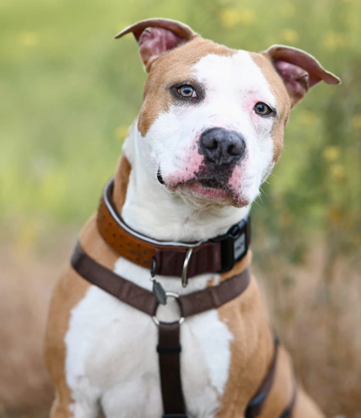 Norbert, male American Staffordshire Terrier for adoption at TierQuarTier Wien, Vienna