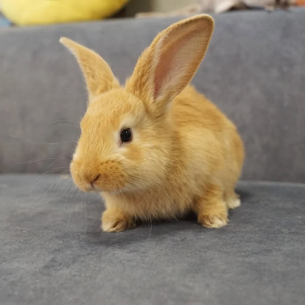 Orlando,  Mixed Breed for adoption at TierQuarTier Wien, Vienna