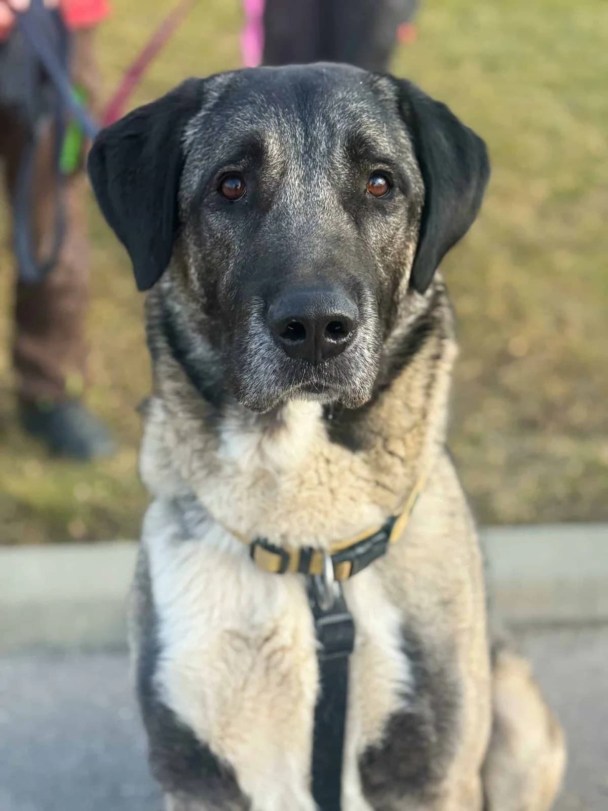 Passa, male Kangal for adoption at TierQuarTier Wien, Vienna