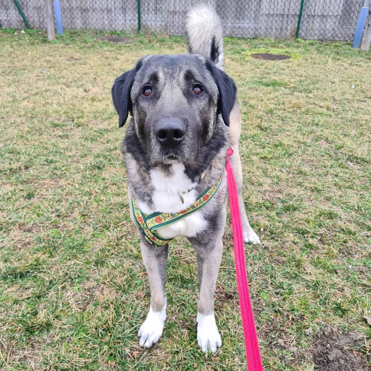 Passa, male Kangal for adoption at TierQuarTier Wien, Vienna — photo 2 of 5