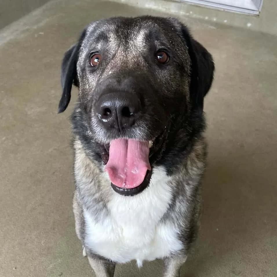 Passa, male Kangal for adoption at TierQuarTier Wien, Vienna — photo 3 of 5