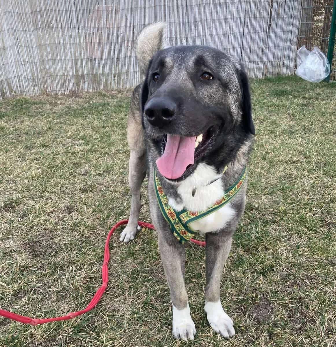 Passa, male Kangal for adoption at TierQuarTier Wien, Vienna — photo 4 of 5