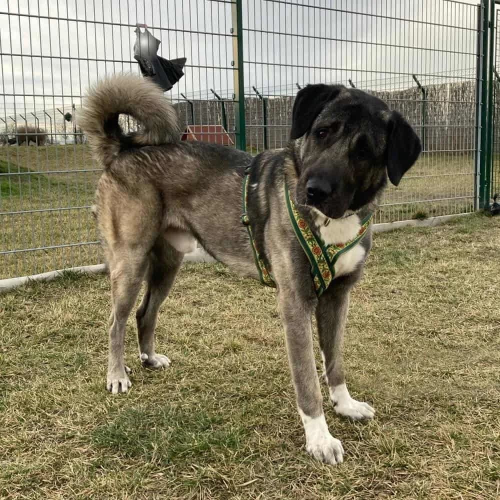 Passa, male Kangal for adoption at TierQuarTier Wien, Vienna — photo 5 of 5