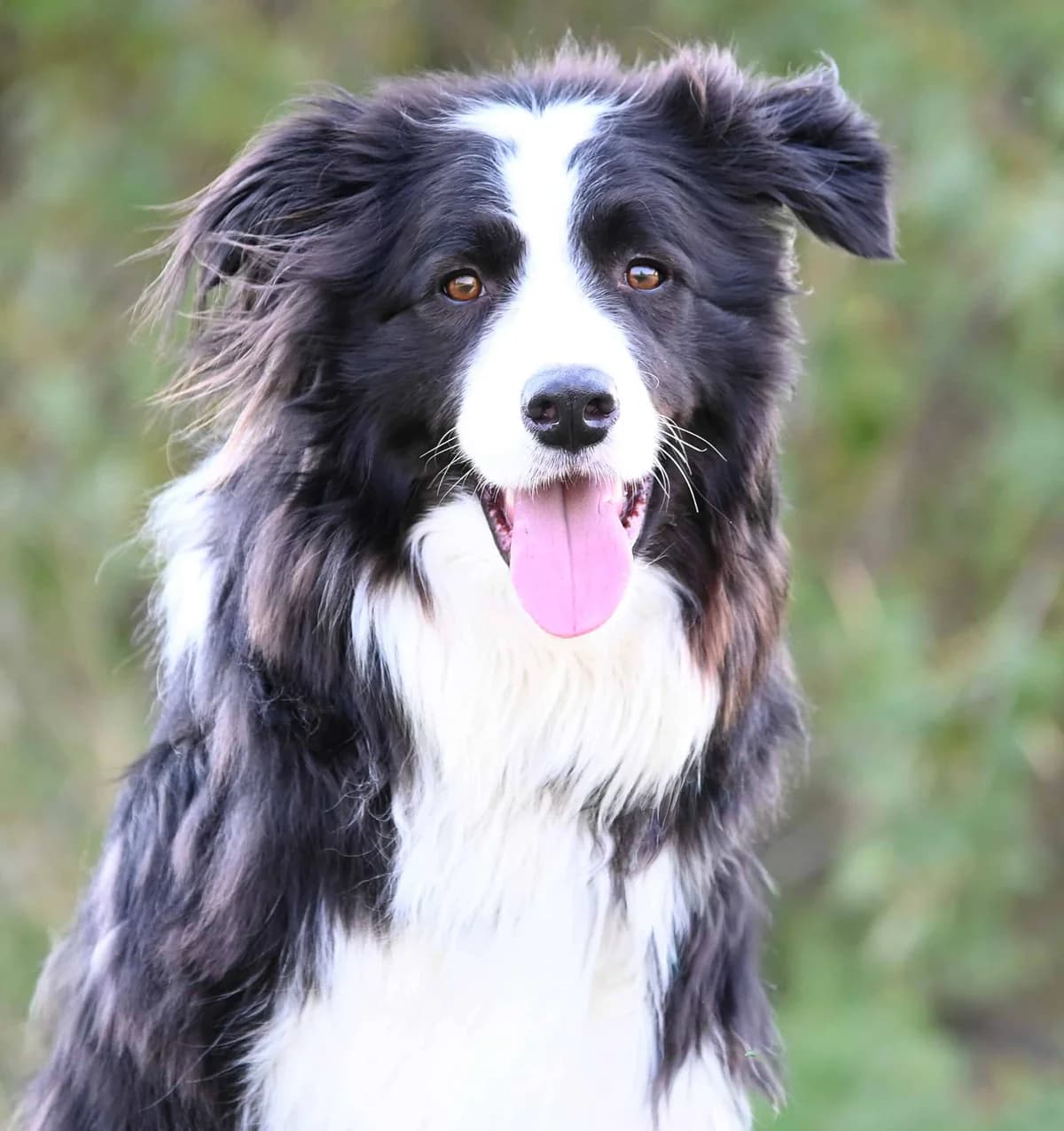 Patrik, male Border Collie for adoption at TierQuarTier Wien, Vienna