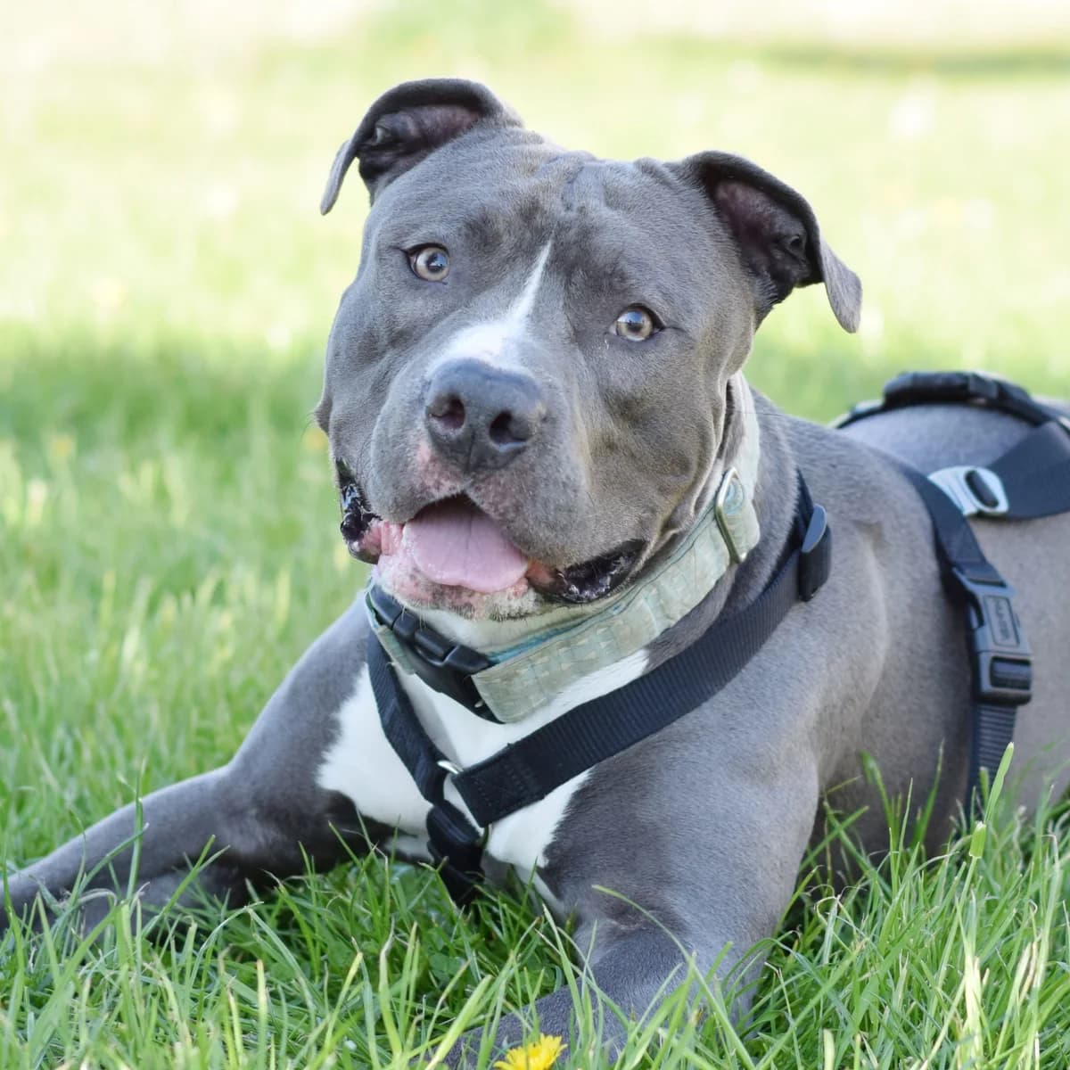 Pauli, male American Staffordshire Terrier for adoption at TierQuarTier Wien, Vienna