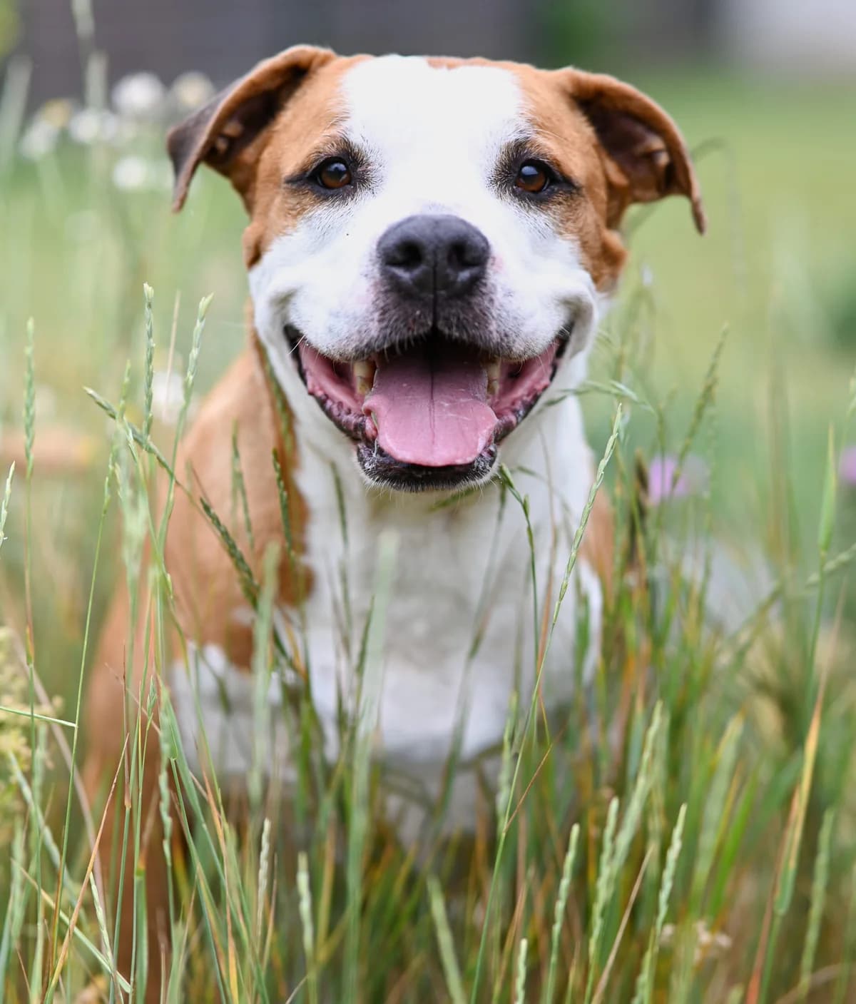 Peter, male American Staffordshire Terrier for adoption at TierQuarTier Wien, Vienna