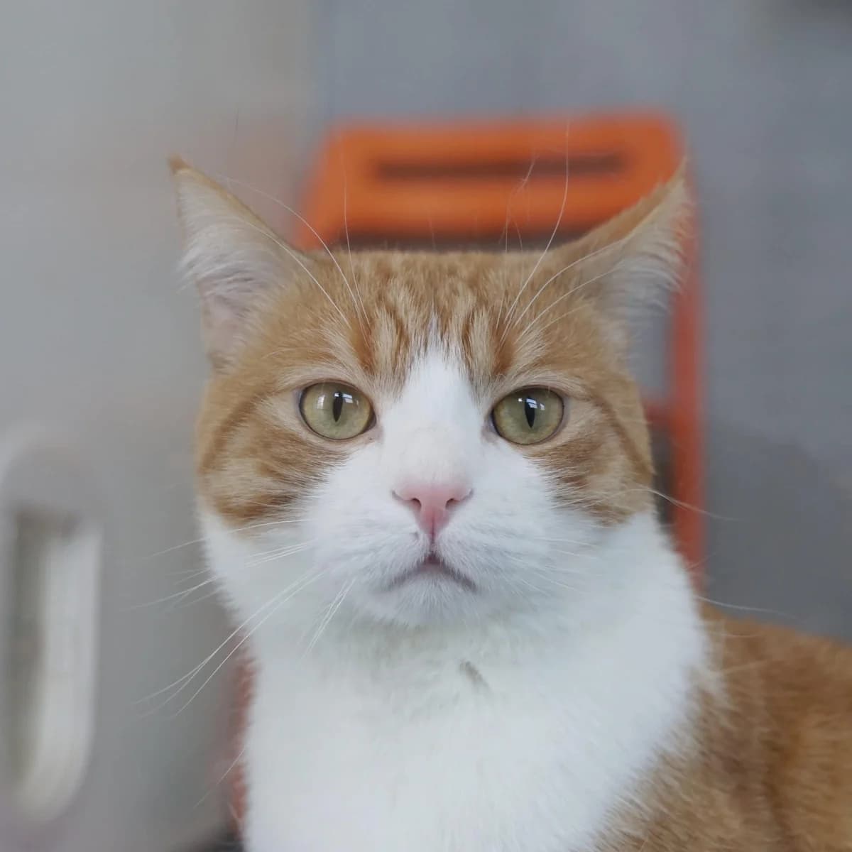 Pluri, male mixed breed for adoption at TierQuarTier Wien, Vienna