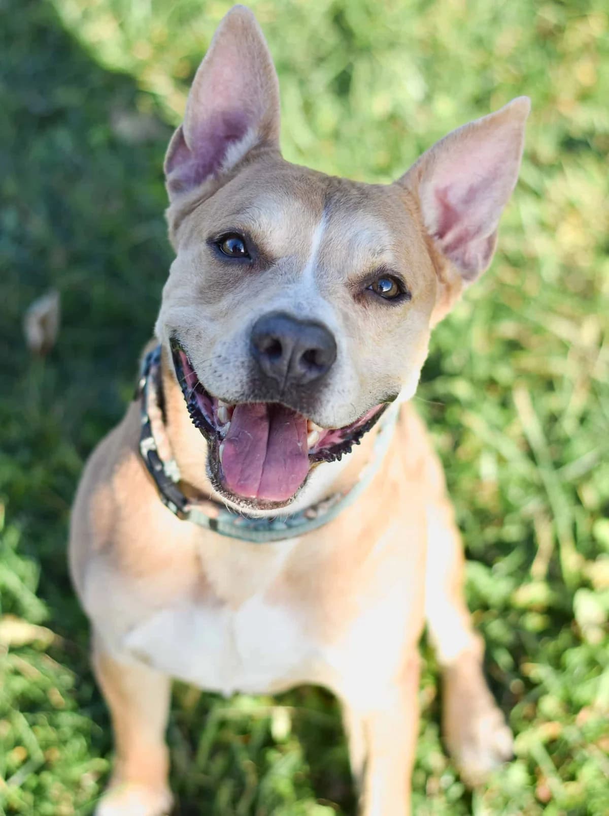 Pommes, male Staffordshire Bull Terrier for adoption at TierQuarTier Wien, Vienna