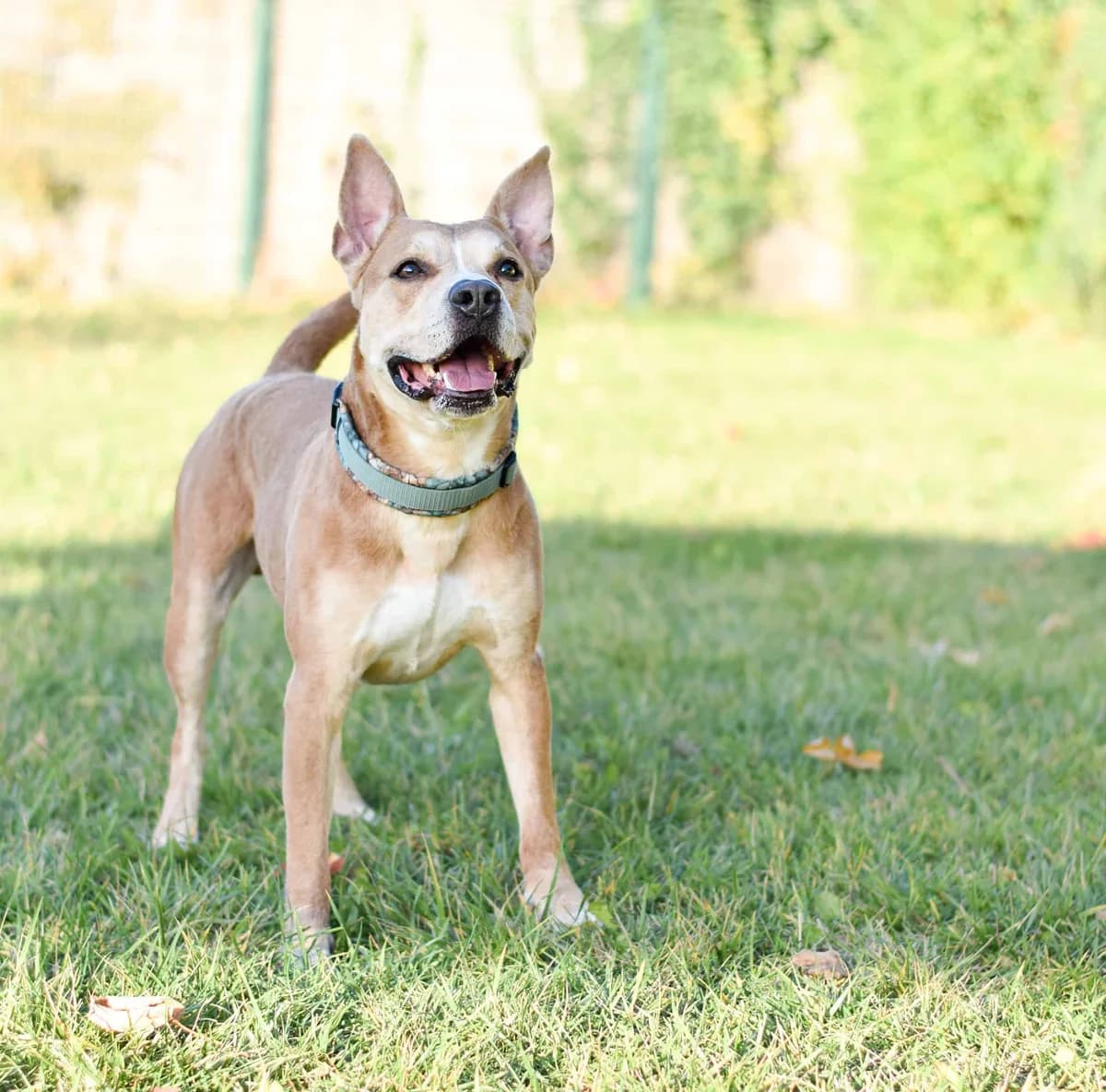 Pommes, male Staffordshire Bull Terrier for adoption at TierQuarTier Wien, Vienna — photo 2 of 5