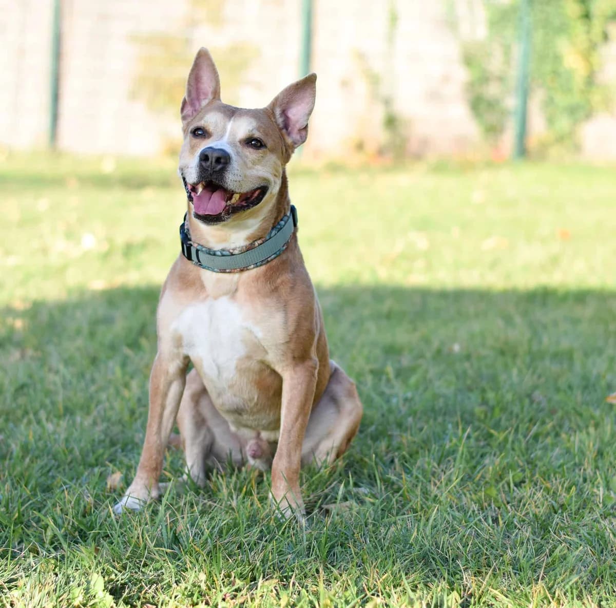 Pommes, male Staffordshire Bull Terrier for adoption at TierQuarTier Wien, Vienna — photo 3 of 5