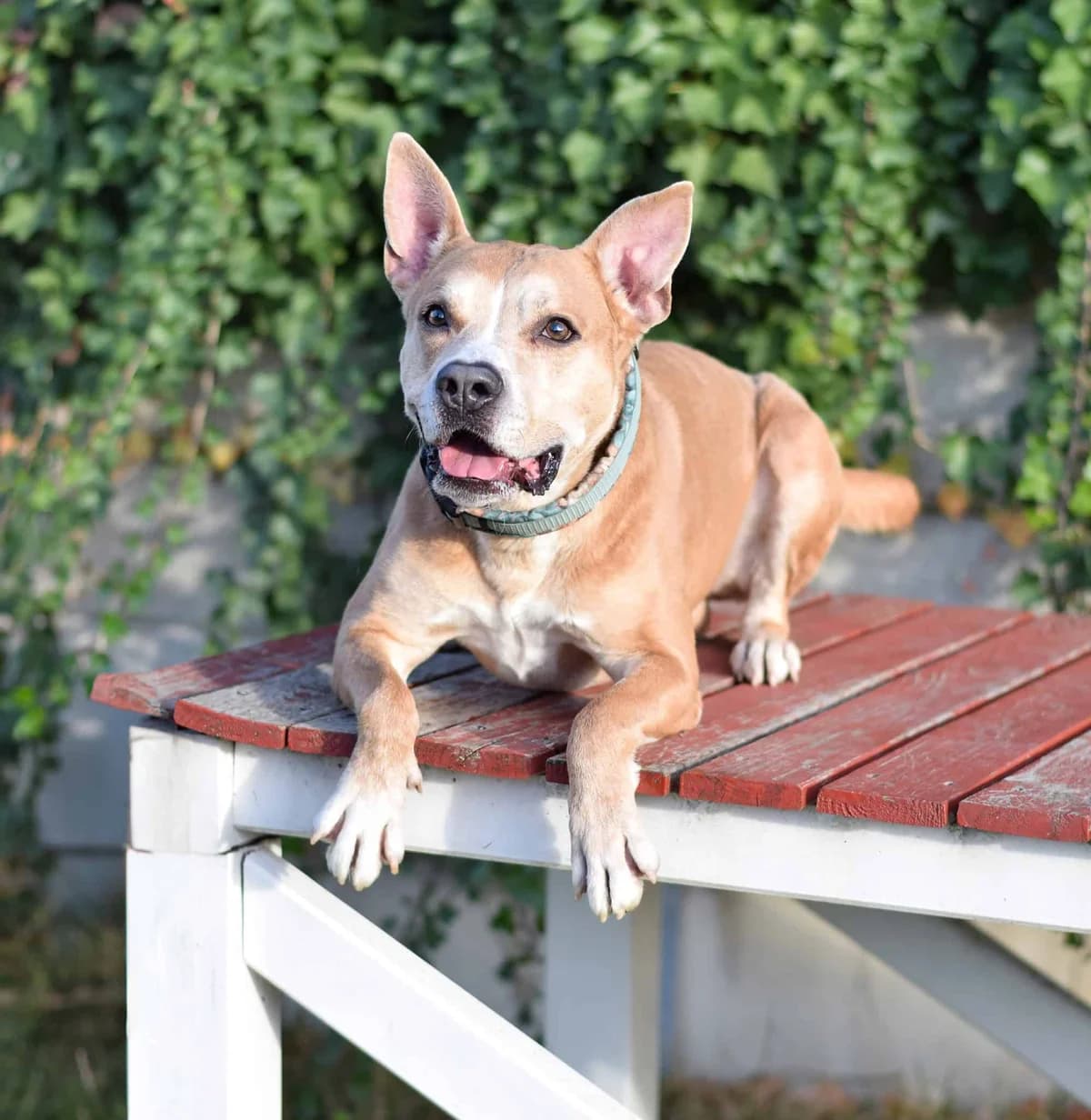Pommes, male Staffordshire Bull Terrier for adoption at TierQuarTier Wien, Vienna — photo 4 of 5
