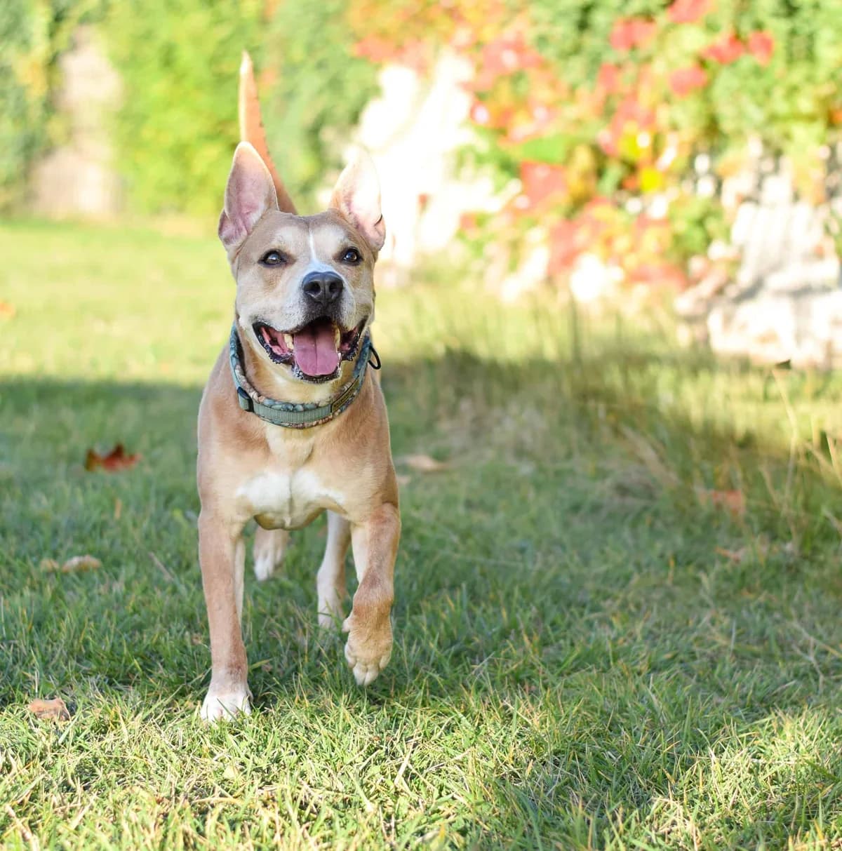 Pommes, male Staffordshire Bull Terrier for adoption at TierQuarTier Wien, Vienna — photo 5 of 5