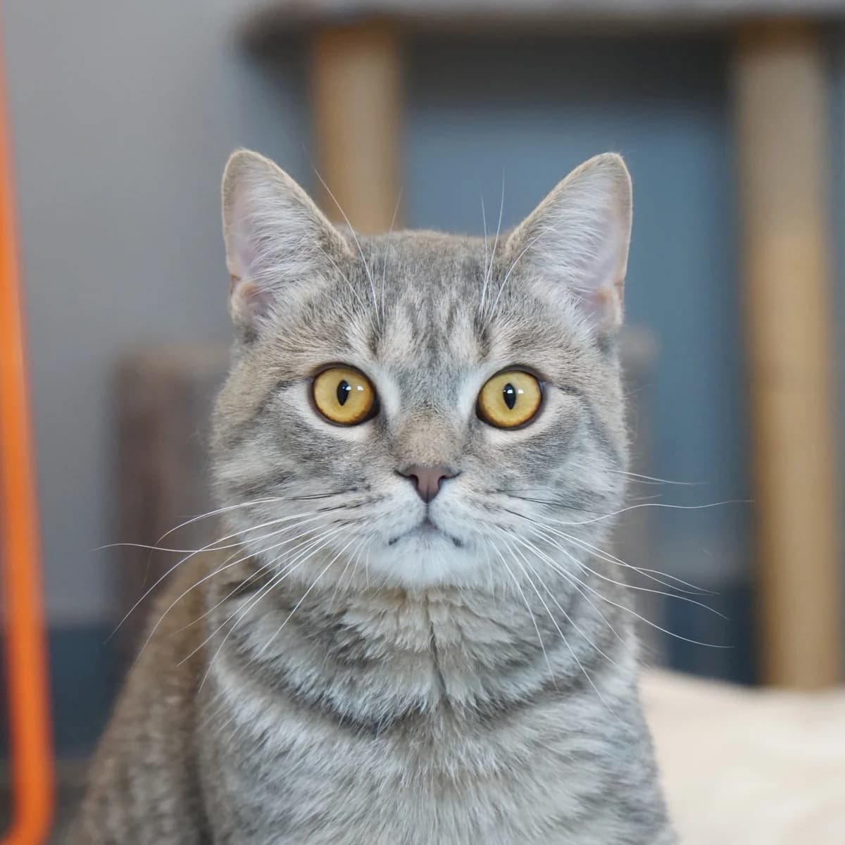 Poseidon, male British Shorthair for adoption at TierQuarTier Wien, Vienna