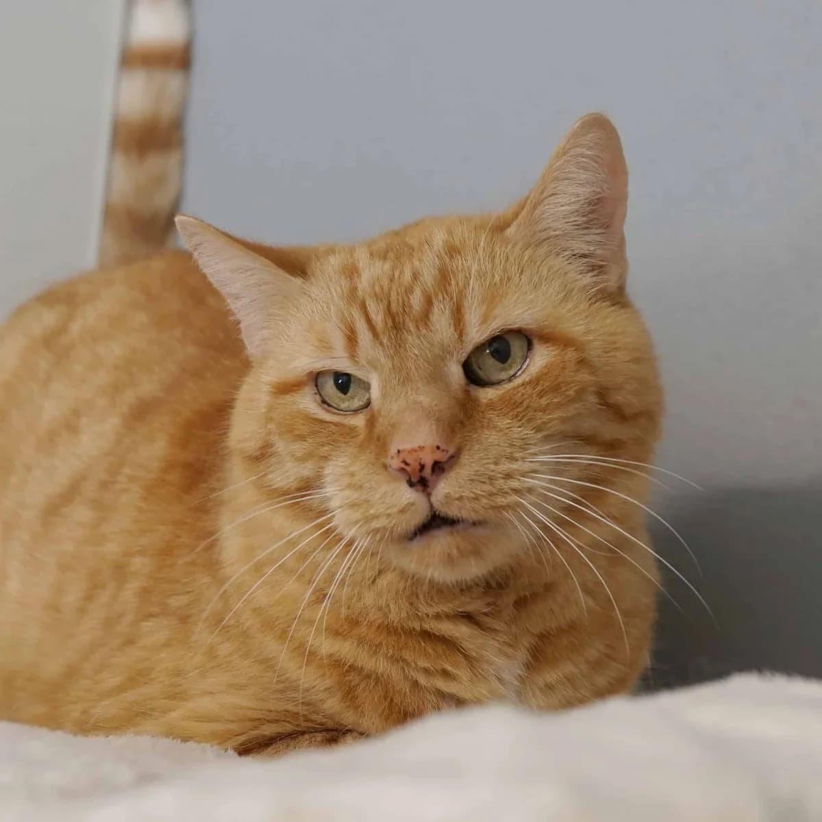 Pumuckl, male mixed breed for adoption at TierQuarTier Wien, Vienna