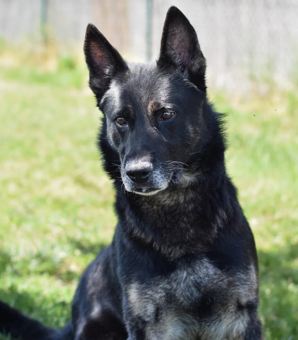 Pushkin, male German Shepherd for adoption at TierQuarTier Wien, Vienna