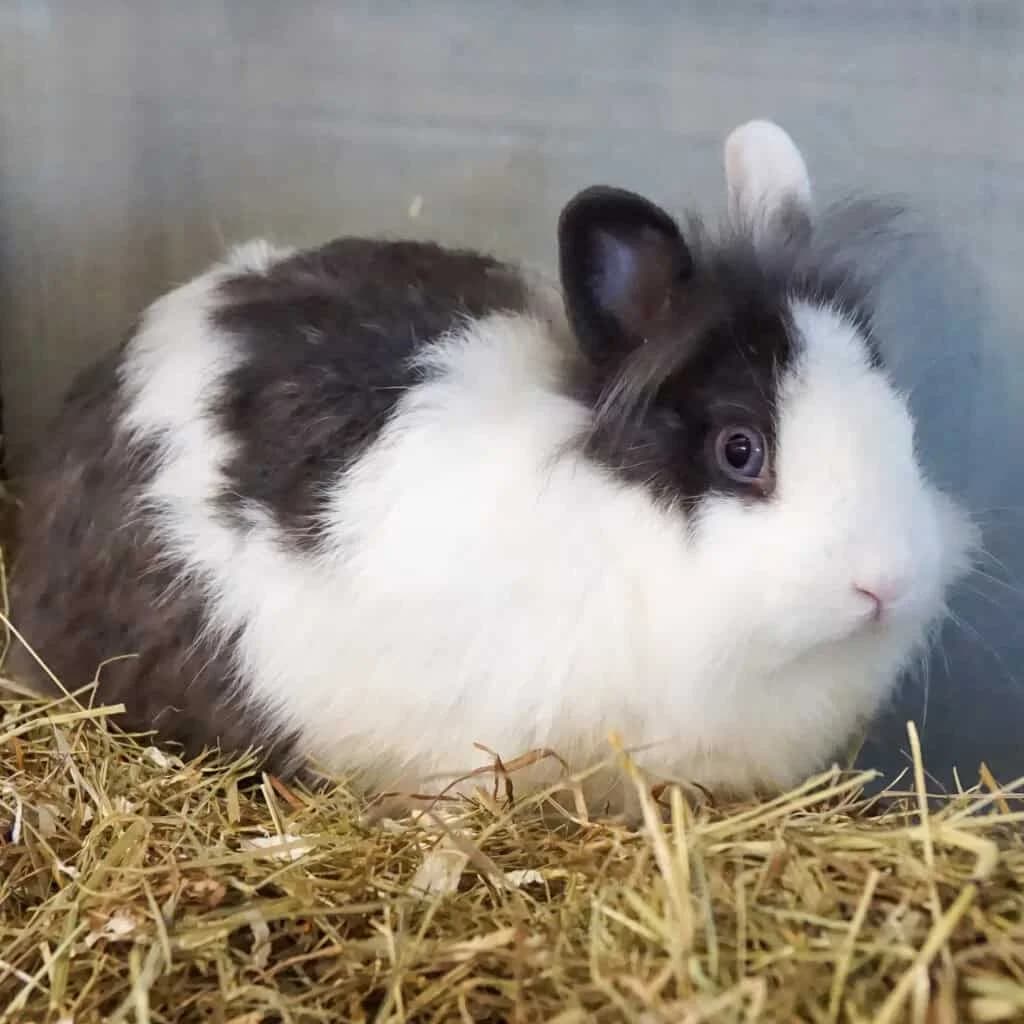 Rene, Mixed Breed for adoption at TierQuarTier Wien, Vienna