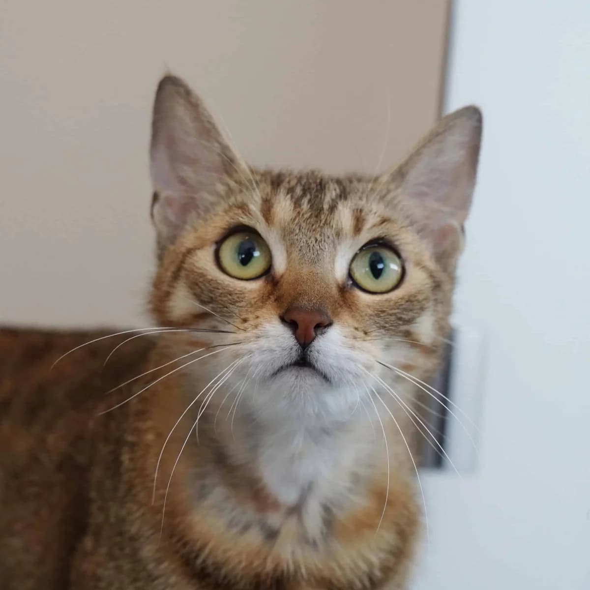 Rina, female mixed breed for adoption at TierQuarTier Wien, Vienna