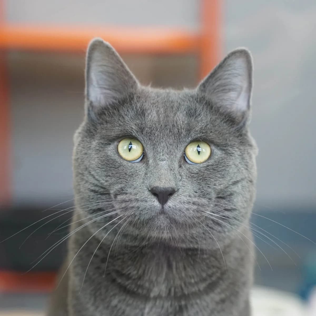 Rocco, male British Shorthair for adoption at TierQuarTier Wien, Vienna