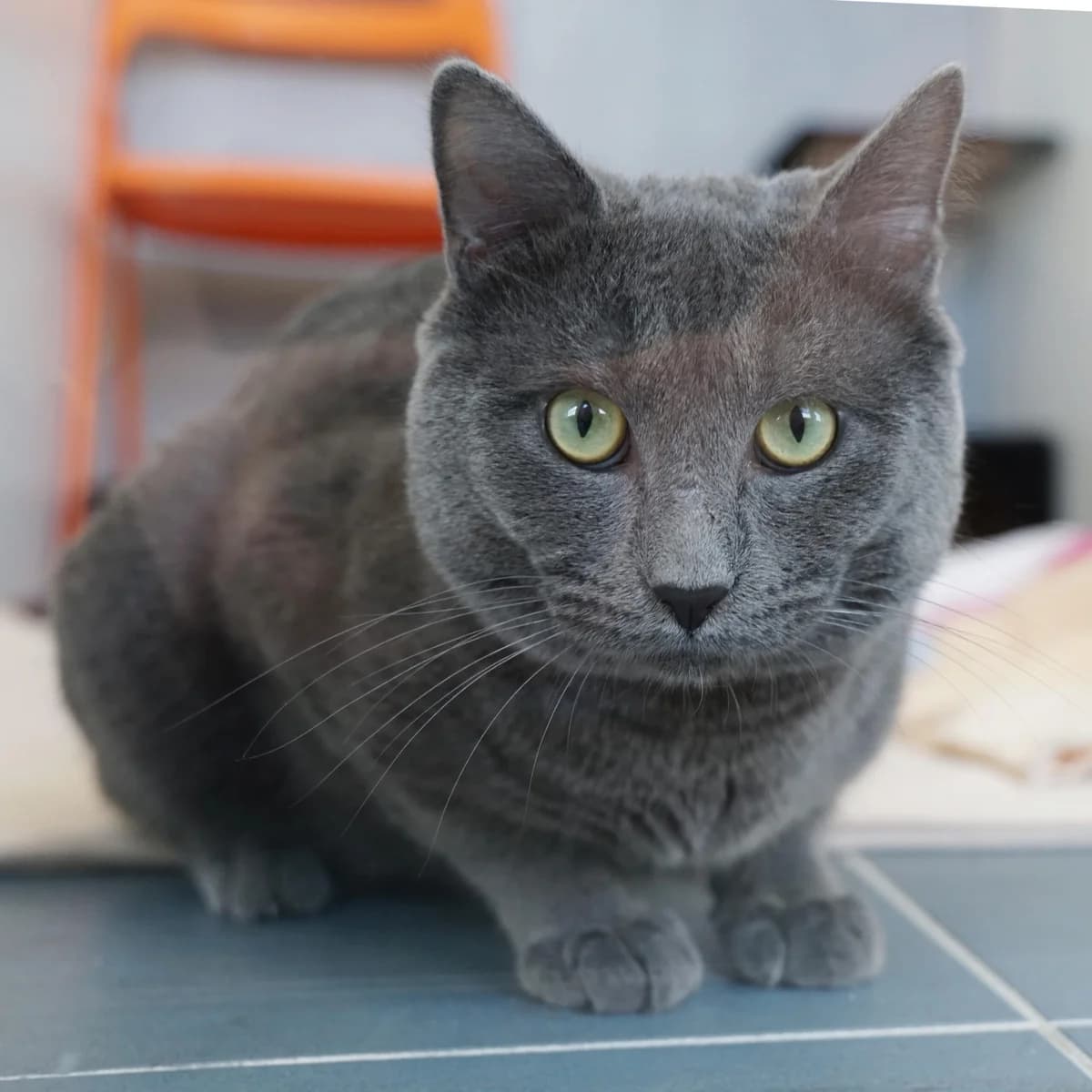 Rocco, male British Shorthair for adoption at TierQuarTier Wien, Vienna — photo 2 of 3