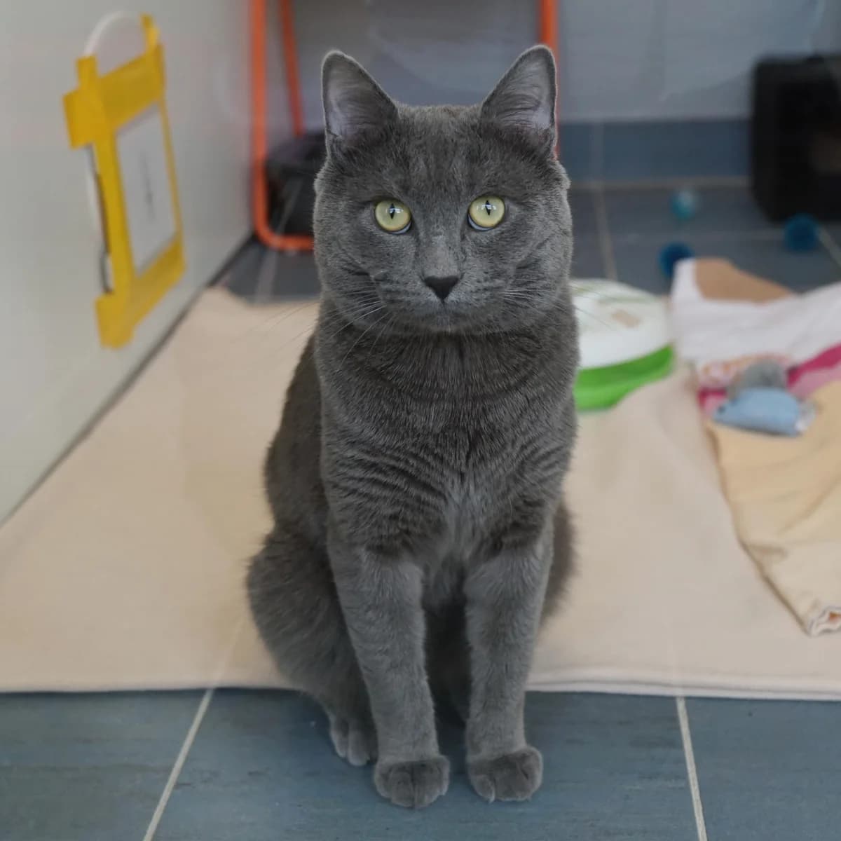 Rocco, male British Shorthair for adoption at TierQuarTier Wien, Vienna — photo 3 of 3