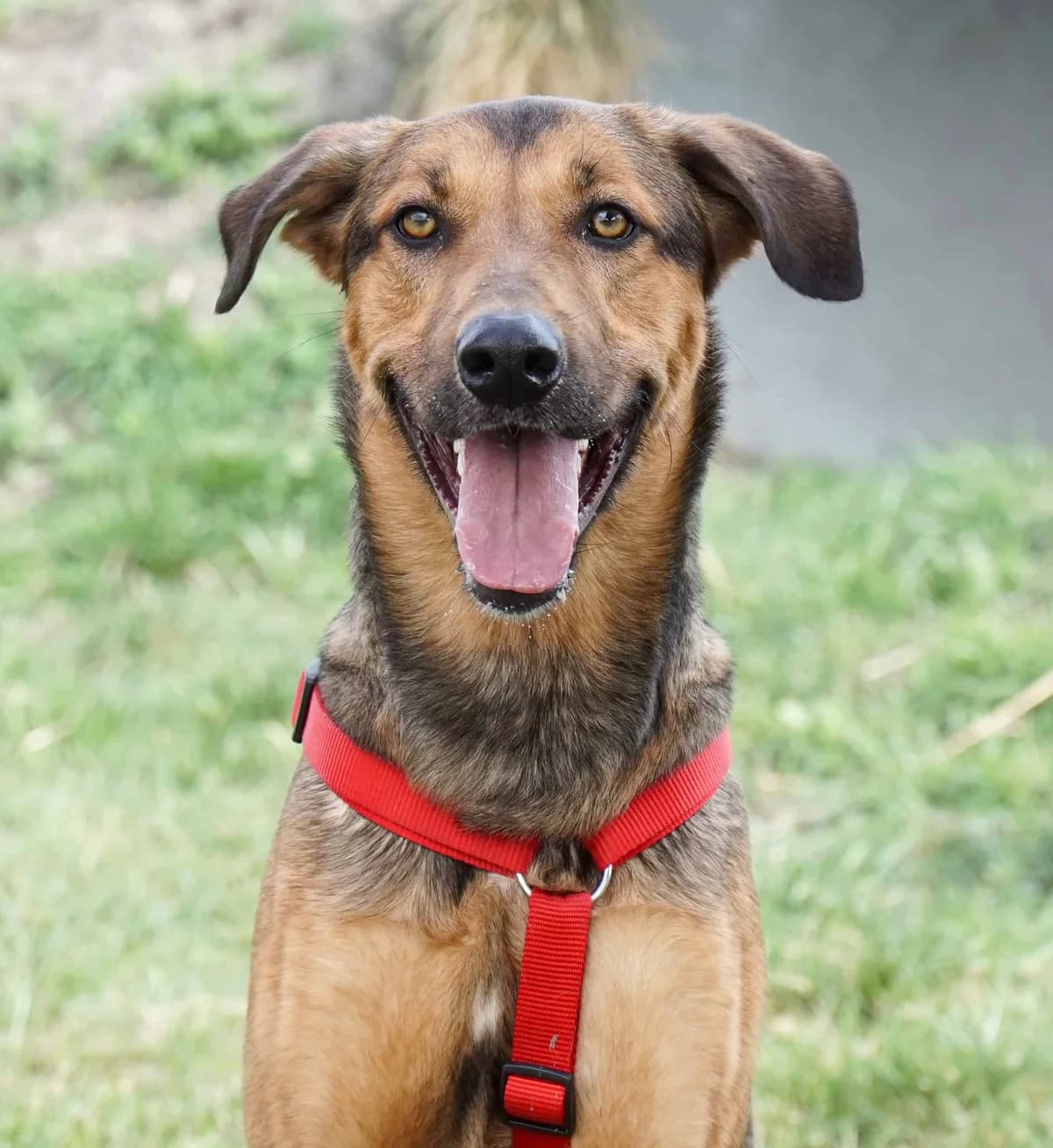Rocky, male German Shepherd for adoption at TierQuarTier Wien, Vienna