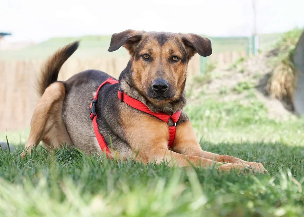 Rocky,  German Shepherd for adoption at TierQuarTier Wien, Vienna — photo 2 of 5