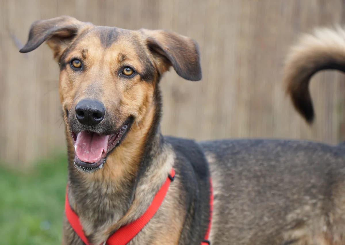 Rocky,  German Shepherd for adoption at TierQuarTier Wien, Vienna — photo 3 of 5