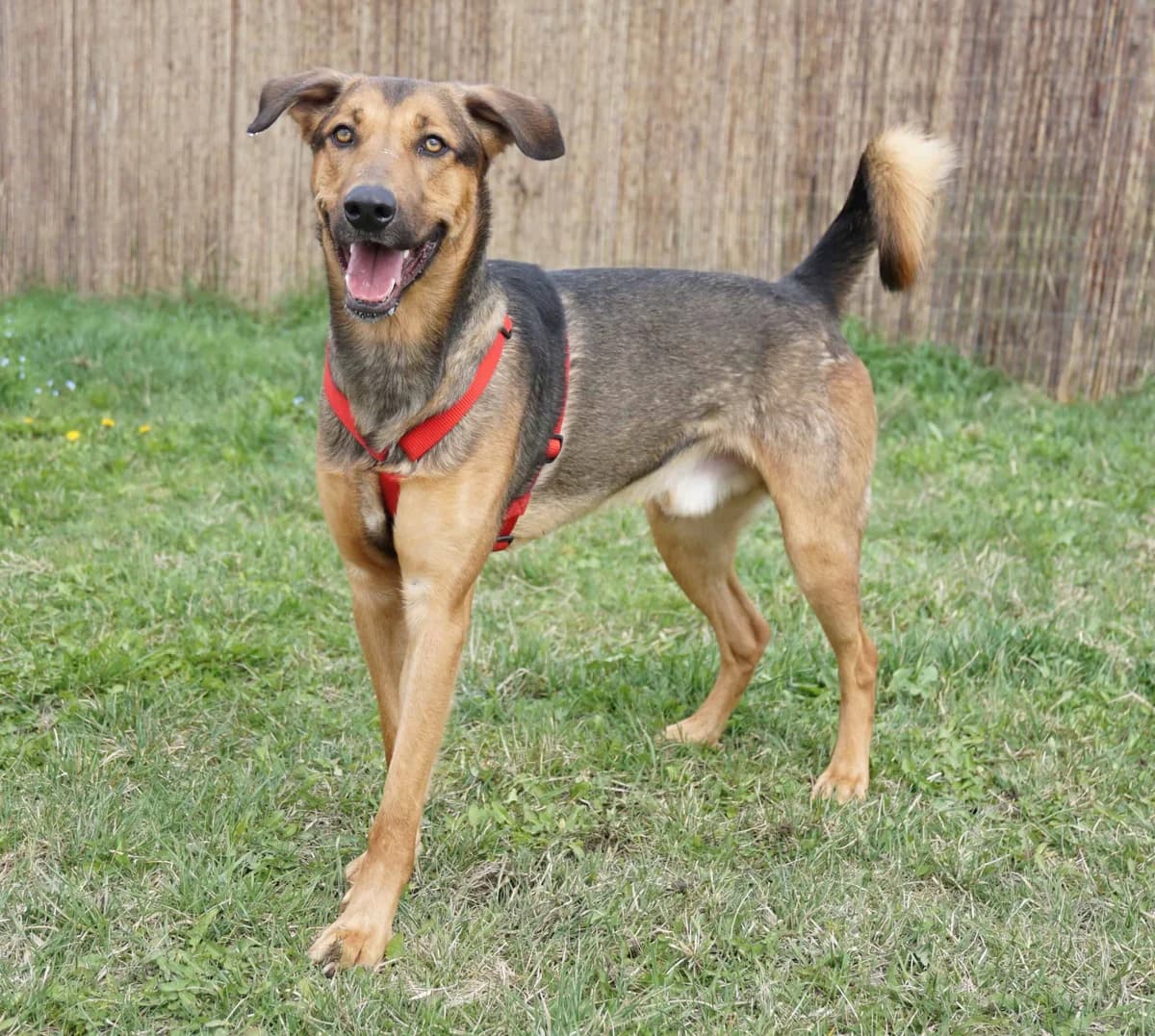 Rocky,  German Shepherd for adoption at TierQuarTier Wien, Vienna — photo 4 of 5