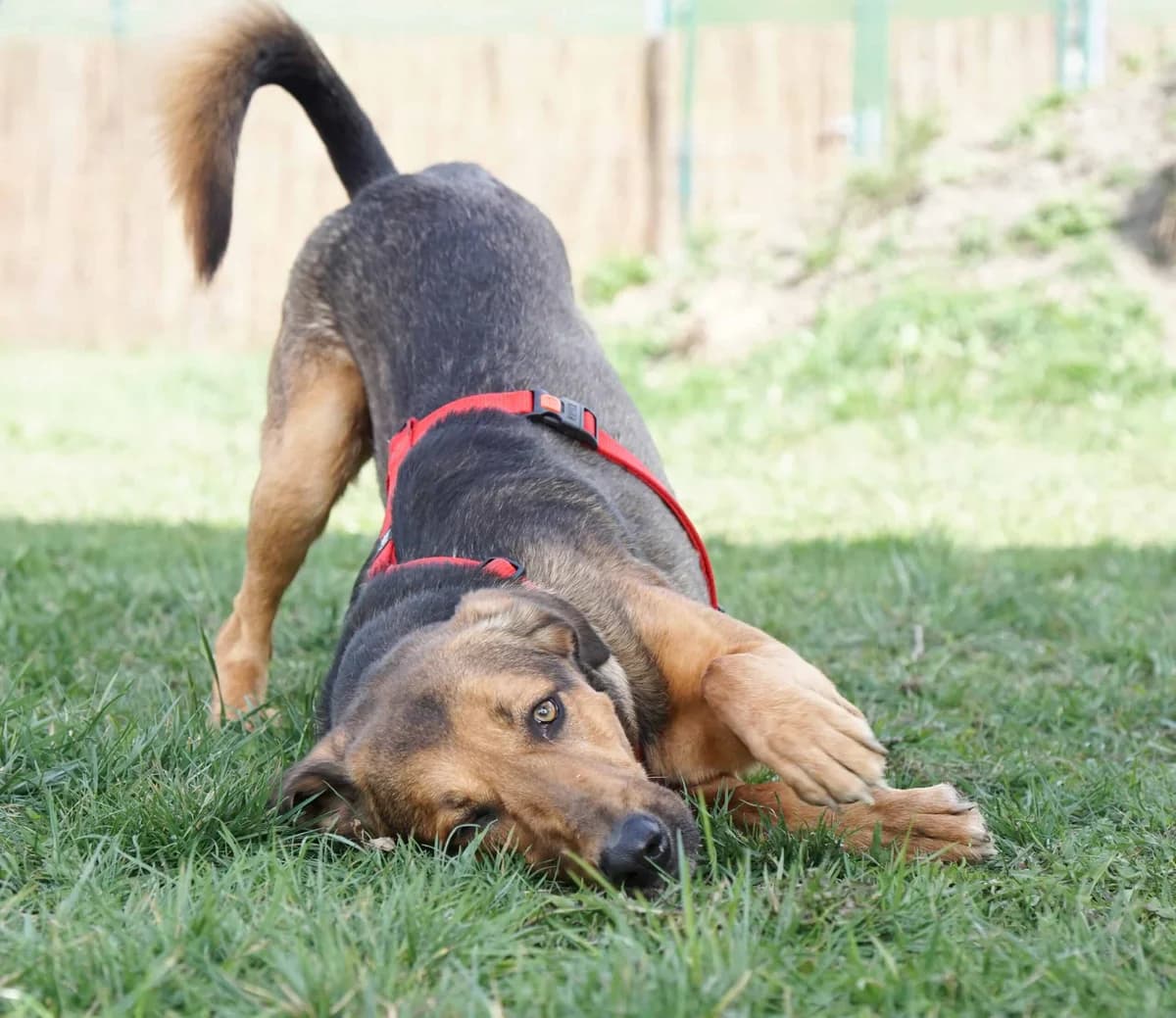 Rocky,  German Shepherd for adoption at TierQuarTier Wien, Vienna — photo 5 of 5