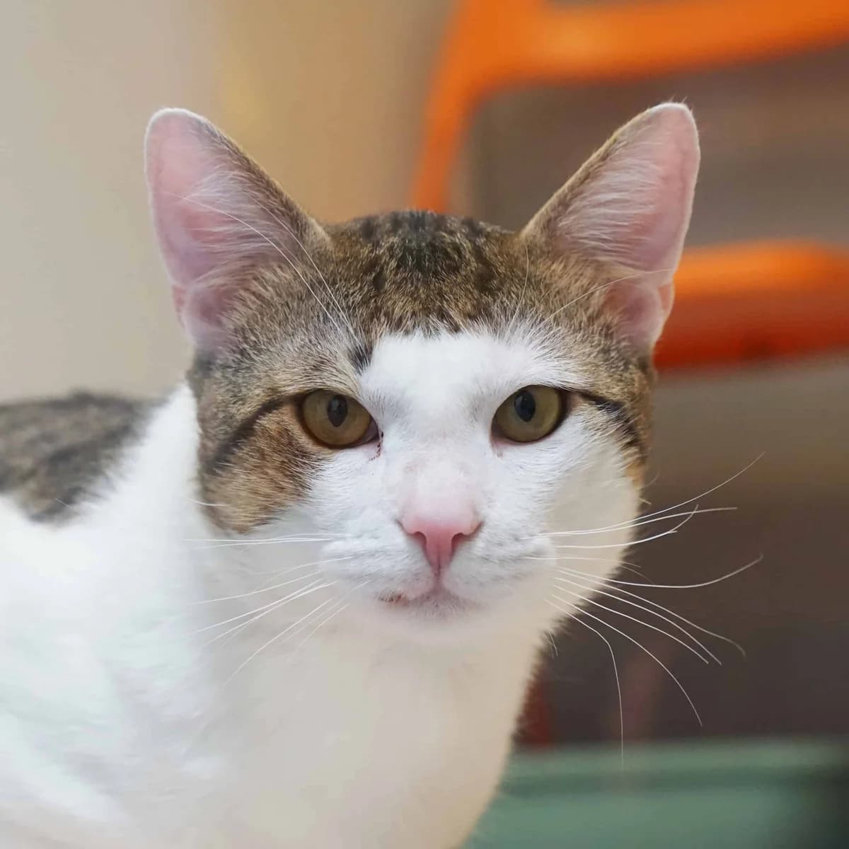 Rodi, male mixed breed for adoption at TierQuarTier Wien, Vienna