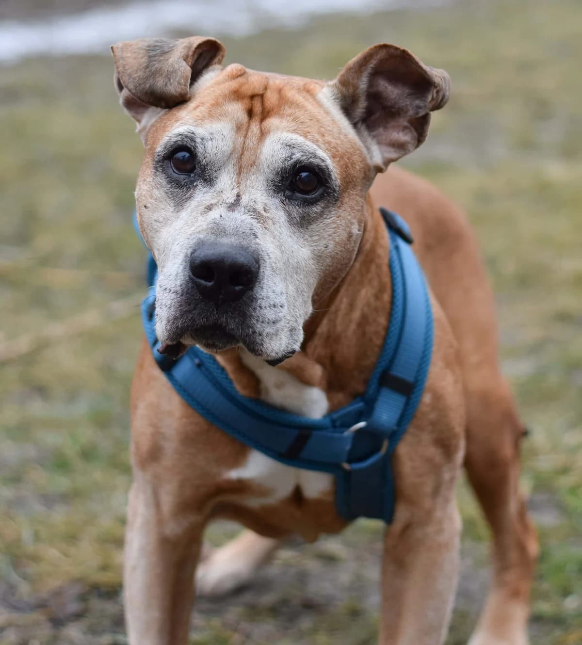 Romulus, American Staffordshire Terrier (TierQuarTier Wien)