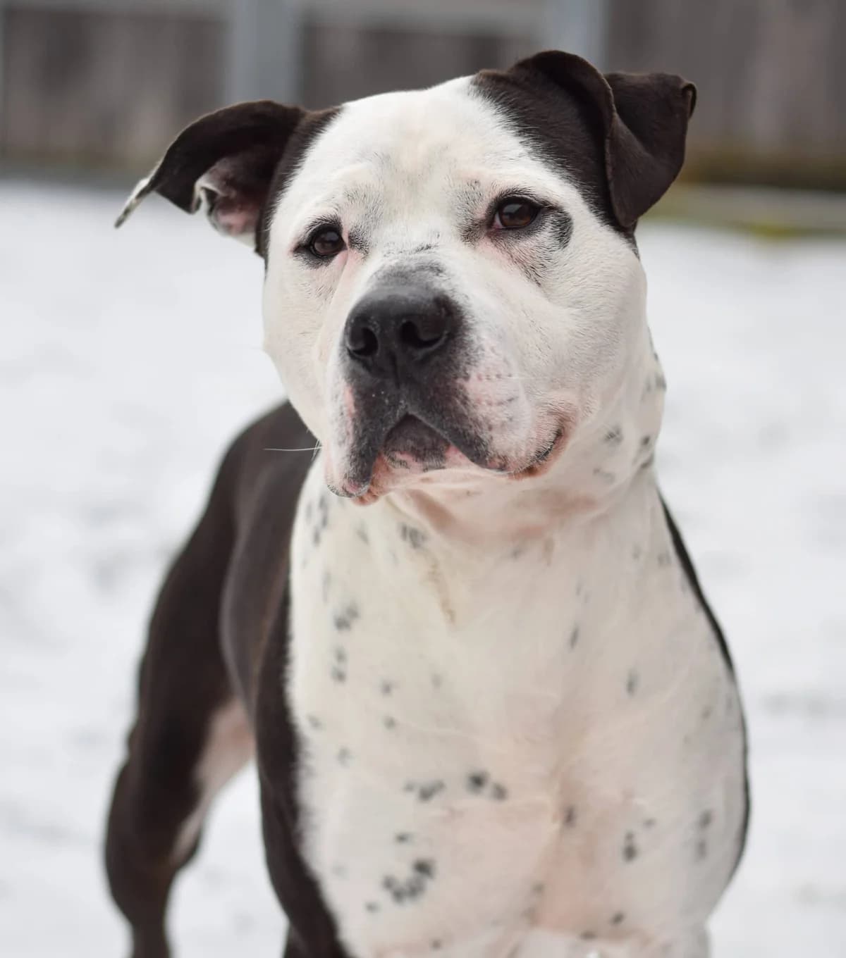 Ronjo, male American Staffordshire Terrier for adoption at TierQuarTier Wien, Vienna