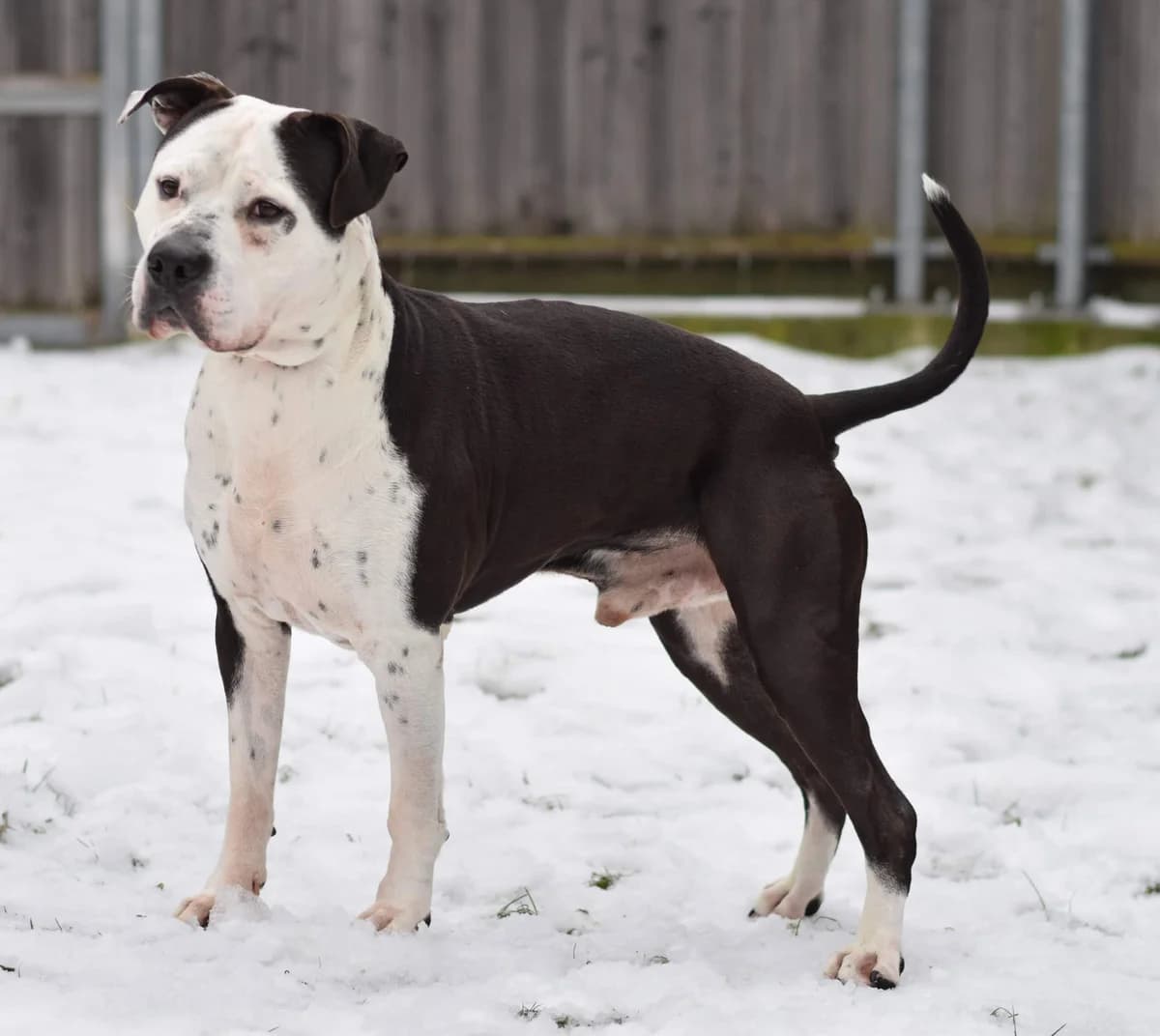 Ronjo, male American Staffordshire Terrier for adoption at TierQuarTier Wien, Vienna — photo 2 of 5