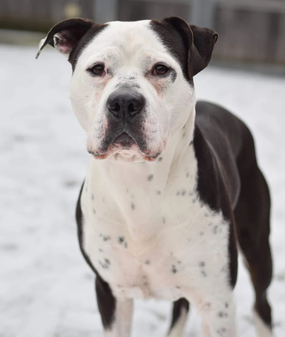 Ronjo, male American Staffordshire Terrier for adoption at TierQuarTier Wien, Vienna — photo 3 of 5
