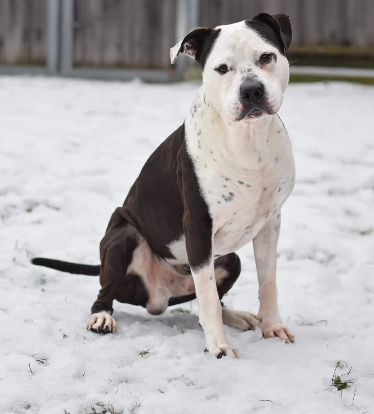 Ronjo, male American Staffordshire Terrier for adoption at TierQuarTier Wien, Vienna — photo 4 of 5