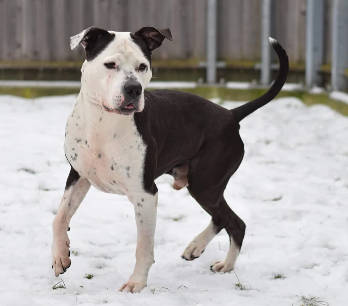 Ronjo, male American Staffordshire Terrier for adoption at TierQuarTier Wien, Vienna — photo 5 of 5