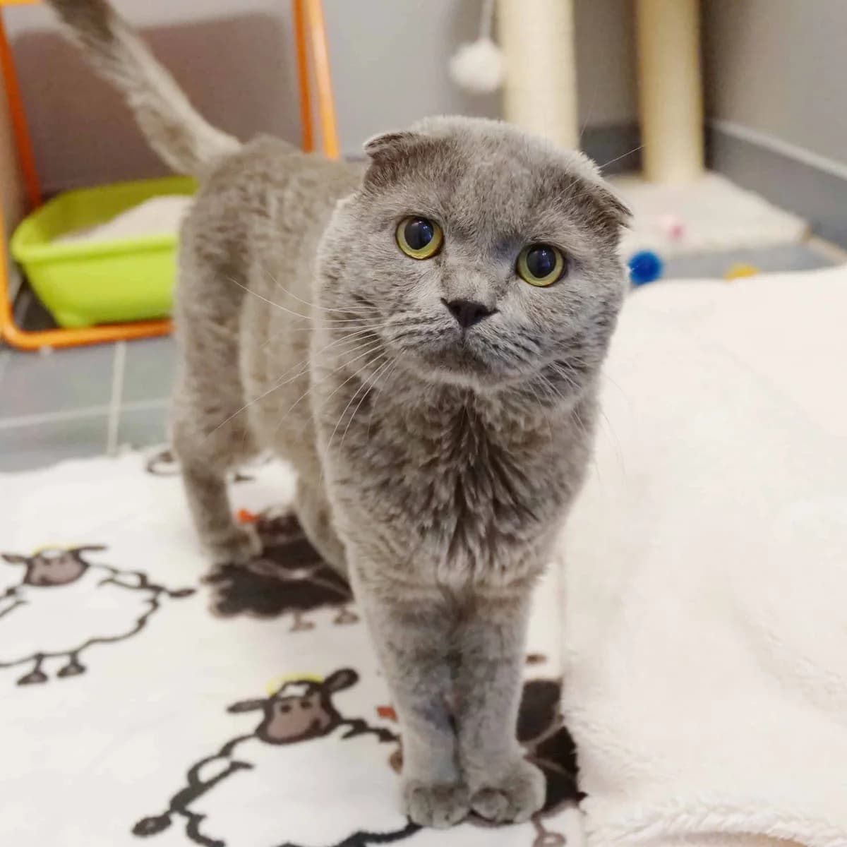 Santiago, male Scottish Fold for adoption at TierQuarTier Wien, Vienna