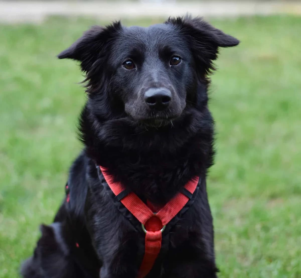 Sarabi, Mixed Breed (TierQuarTier Wien)