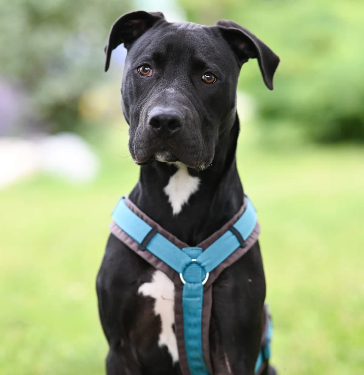 Scrappy, male Cane Corso for adoption at TierQuarTier Wien, Vienna