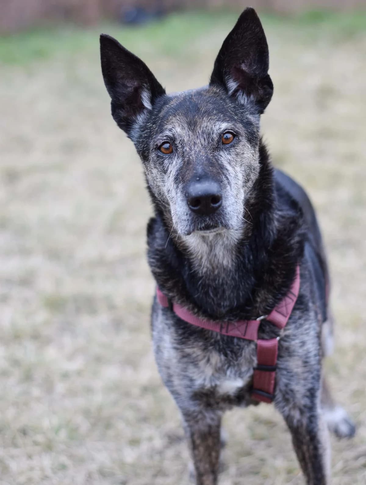 Shina, female German Shepherd for adoption at TierQuarTier Wien, Vienna