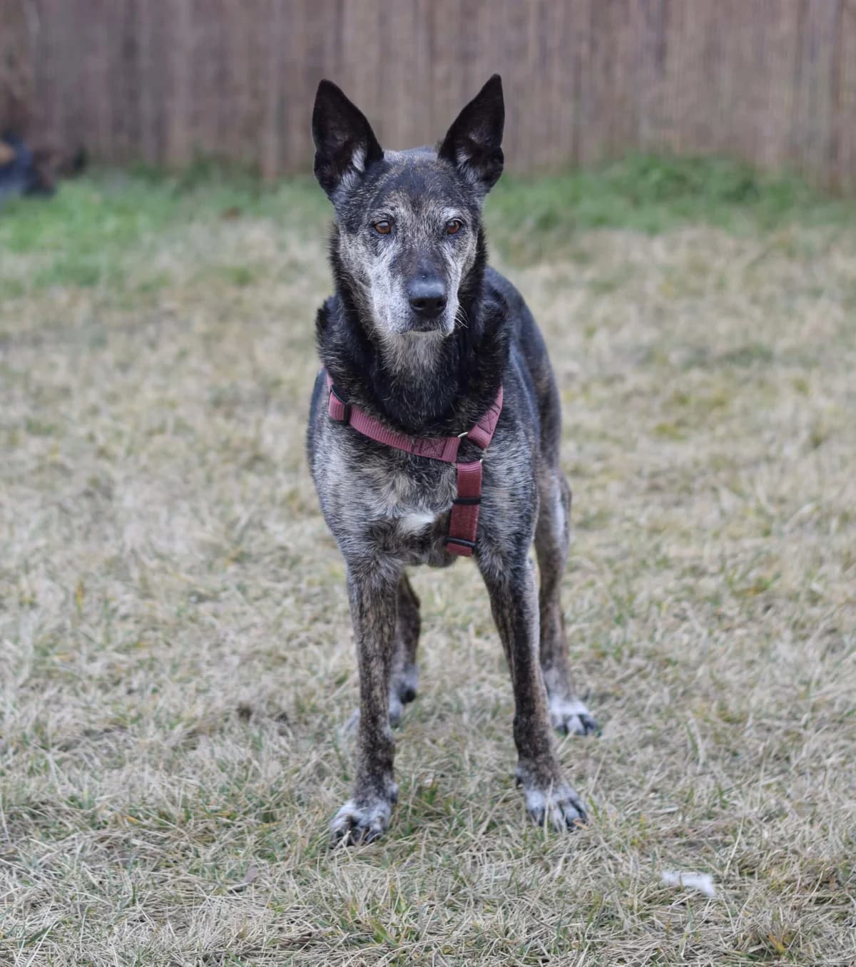 Shina, female German Shepherd for adoption at TierQuarTier Wien, Vienna — photo 2 of 5