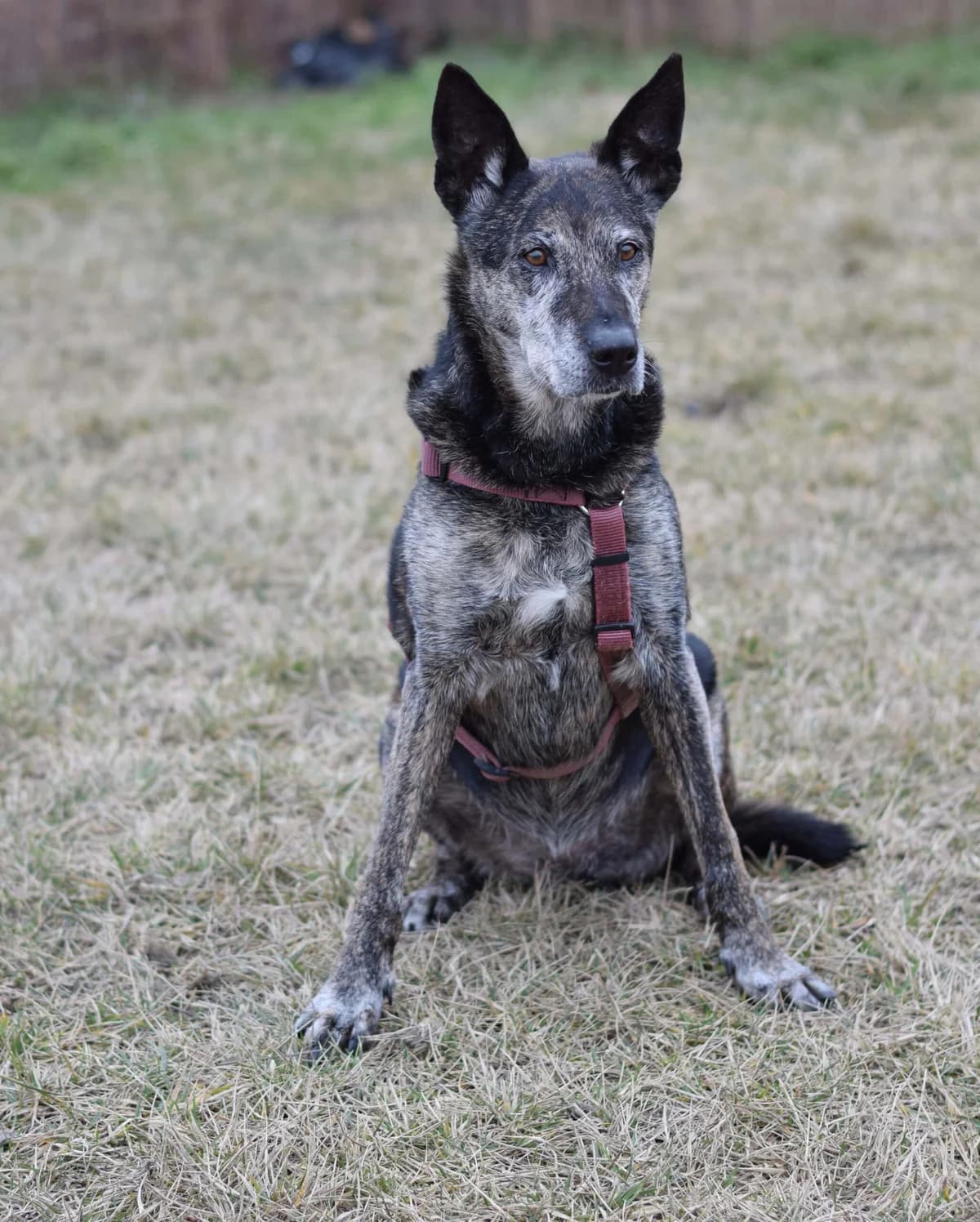 Shina, female German Shepherd for adoption at TierQuarTier Wien, Vienna — photo 3 of 5